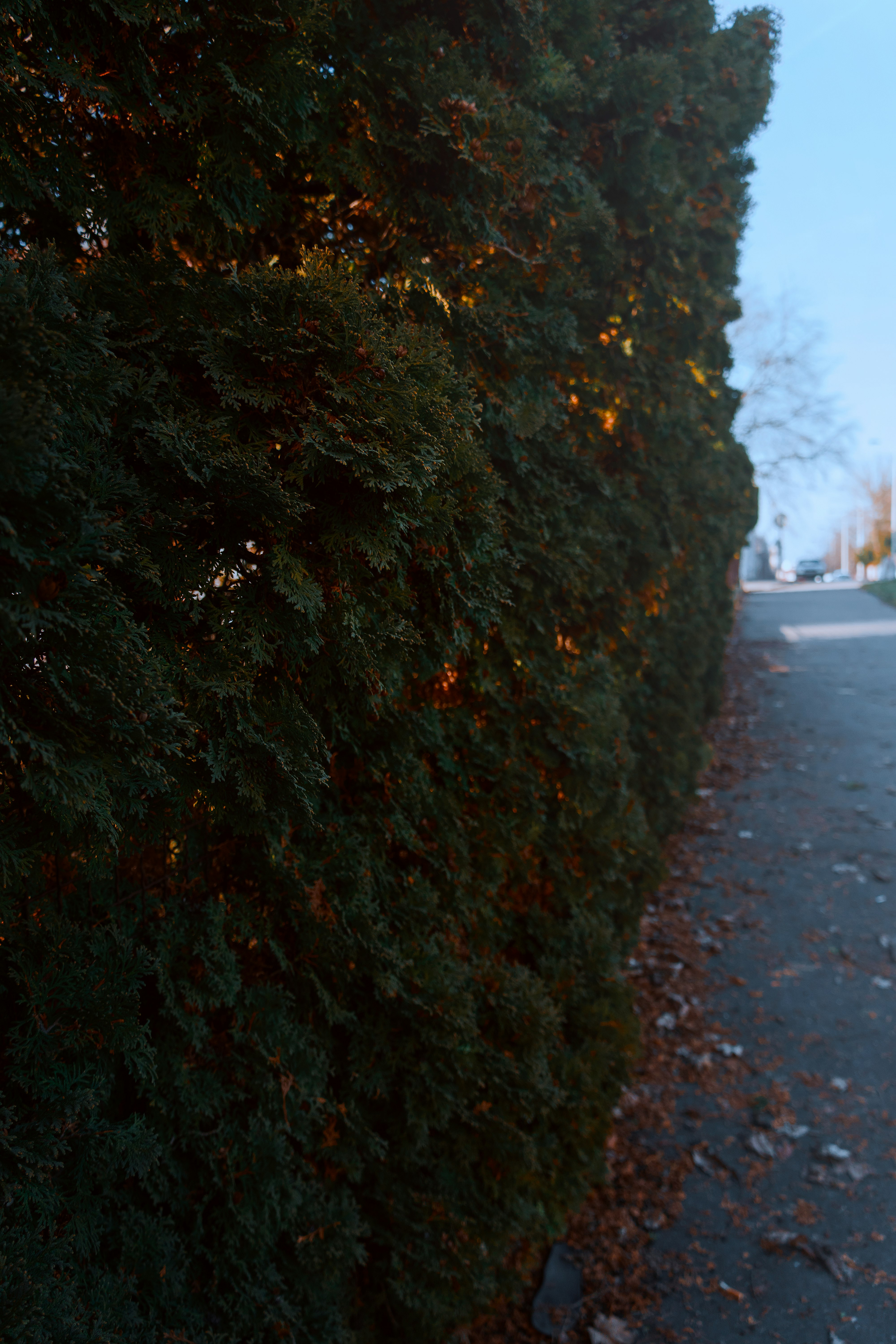 green tree beside gray asphalt road during daytime